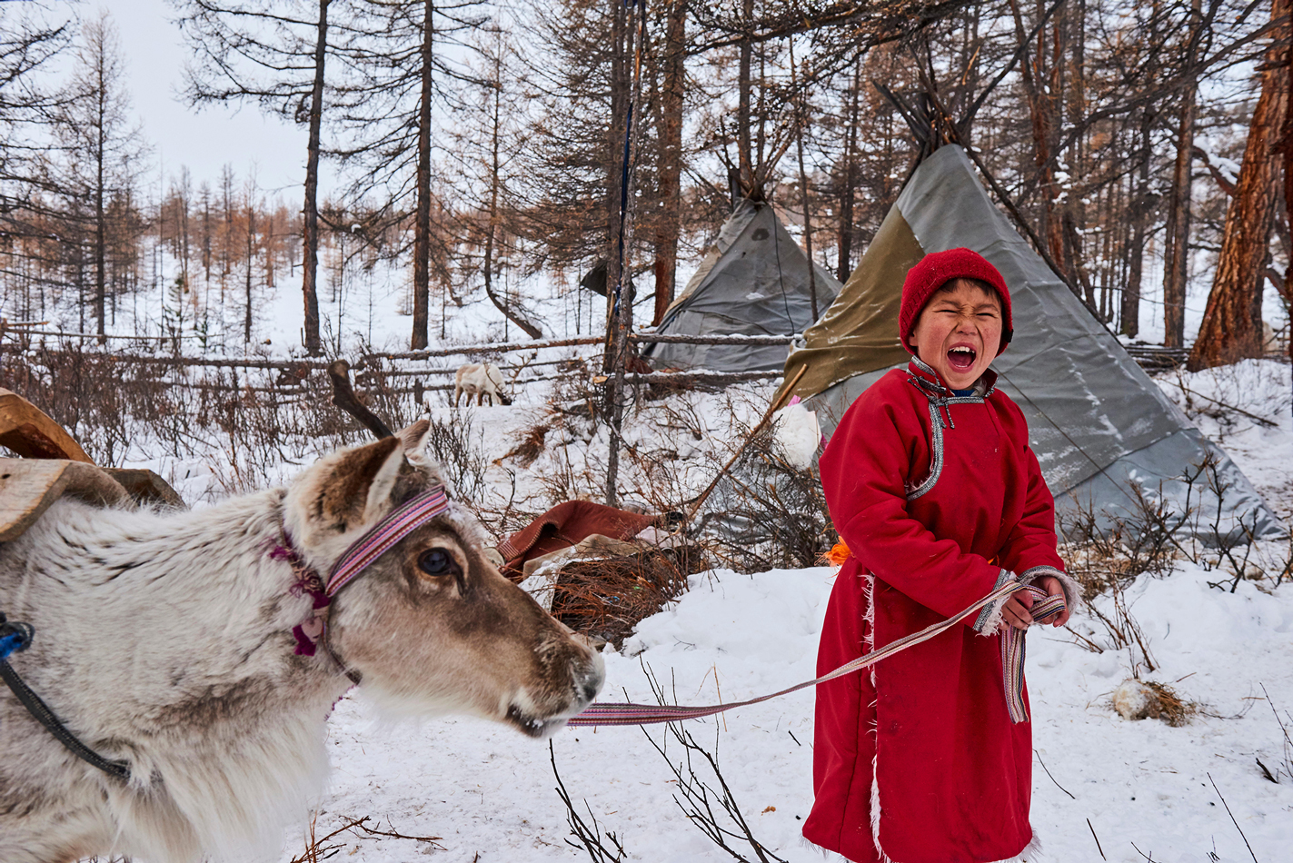 Mongolia, Khovsgol province, the Tsaatan, reindeer herder, the winter camp, young boy crying to call his reindeers